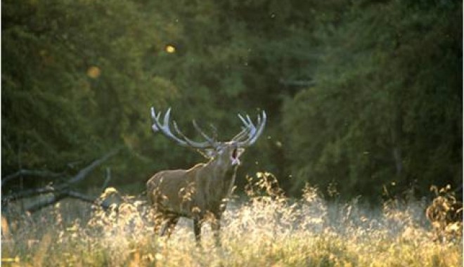 Séjour de chasse Cerfs en Ecosse - Esprit Sauvage