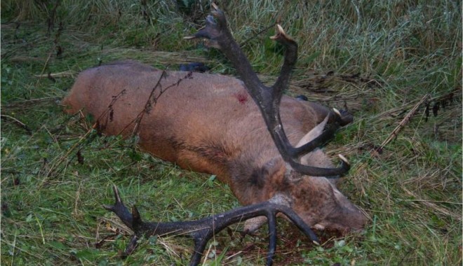 Séjour de chasse Cerfs en Ecosse - Esprit Sauvage