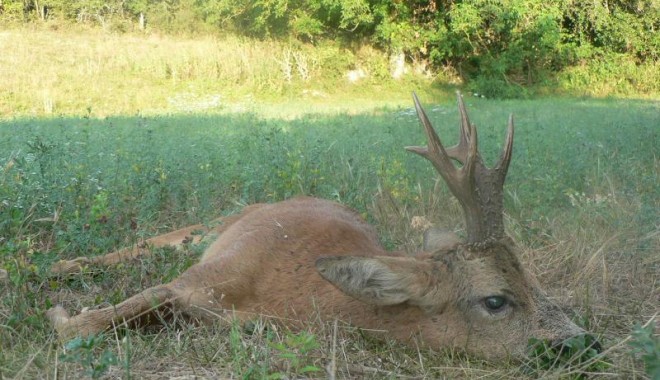 Séjour de chasse Approche brocard - Esprit Sauvage