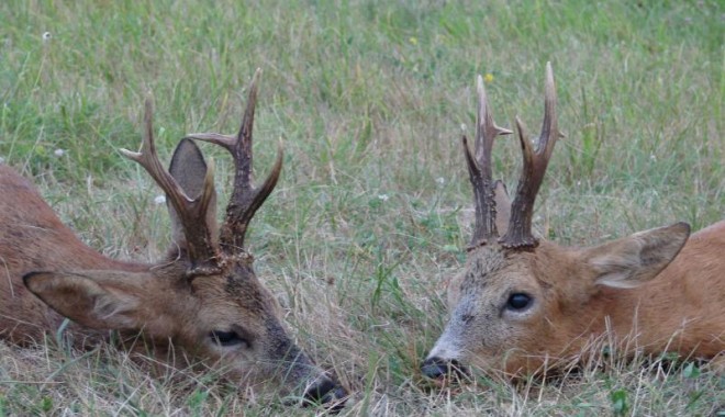 Séjour de chasse Approche brocard - Esprit Sauvage