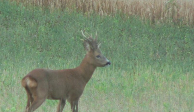 Séjour de chasse Approche brocard - Esprit Sauvage