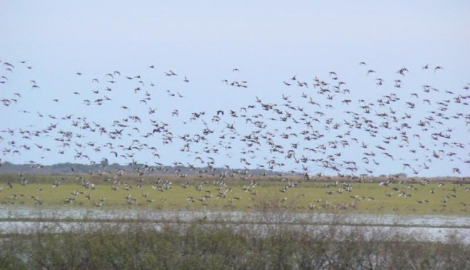 Séjour de chasse Argentine - Orchape