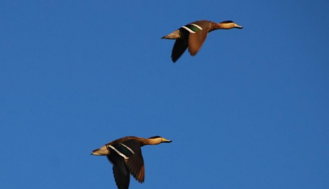 Séjour de chasse Argentine - Orchape