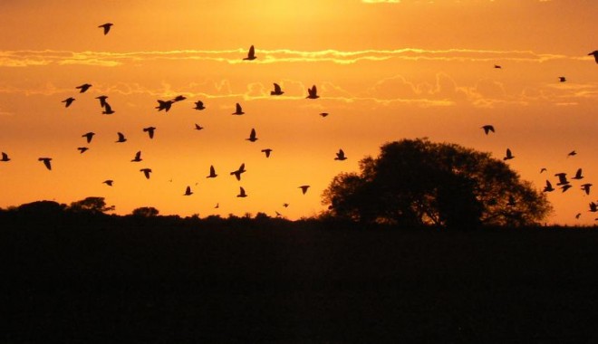 Séjour de chasse Argentine - Orchape