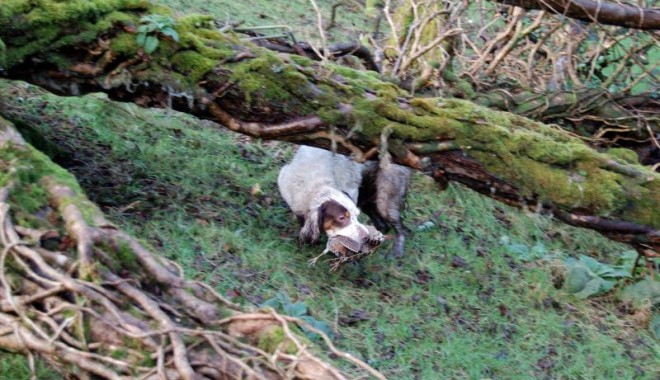 Séjour de chasse Irlande - Orchape