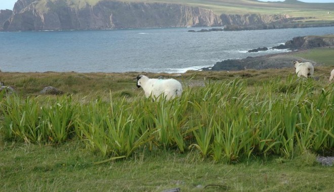 Séjour de chasse Irlande - Orchape