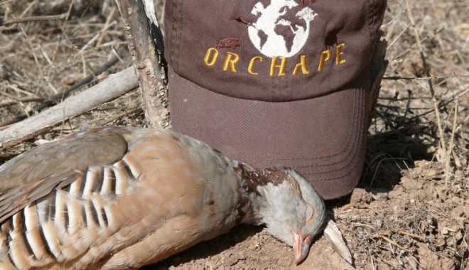 Séjour de chasse Maroc - Orchape