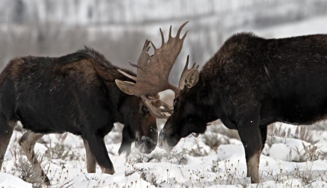 Séjour de chasse Alaska - Orchape