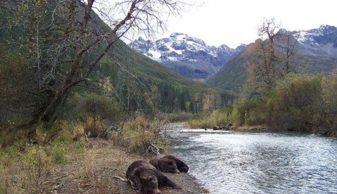 Séjour de chasse Alaska - Orchape
