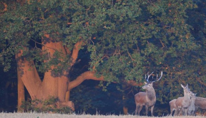 Séjour de chasse Angleterre - Orchape