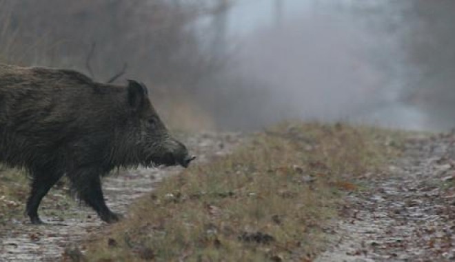 Séjour de chasse Bulgarie - Orchape