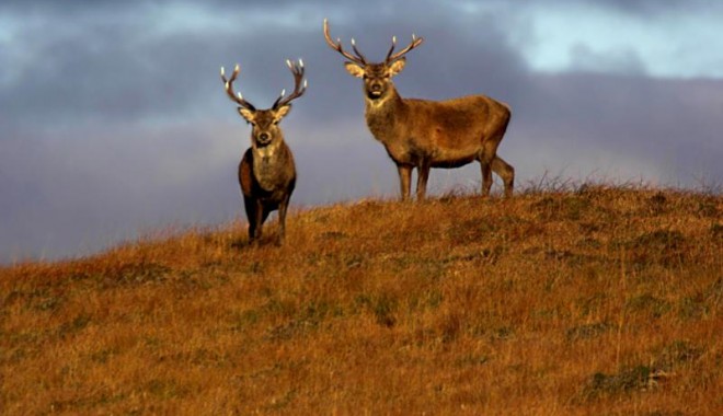 Séjour de chasse Ecosse - Orchape