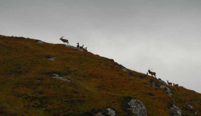 Séjour de chasse Ecosse - Orchape