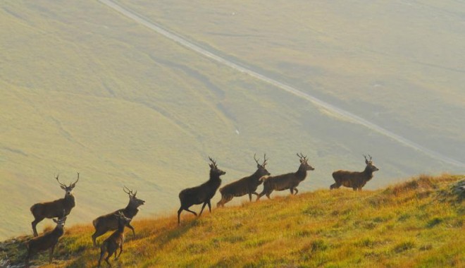 Séjour de chasse Ecosse - Orchape