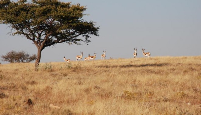 Séjour de chasse Namibie - Orchape