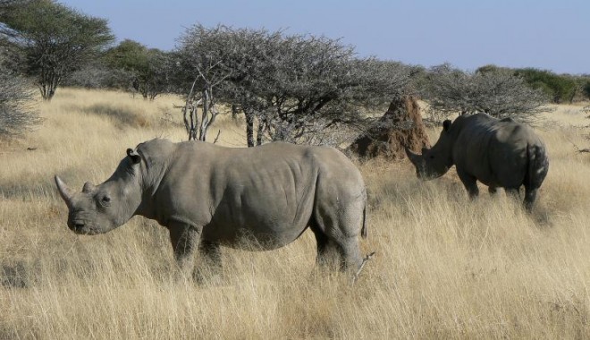 Séjour de chasse Namibie - Orchape