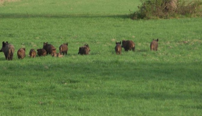 Séjour de chasse Pologne - Orchape