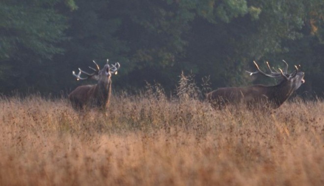 Séjour de chasse Pologne - Orchape