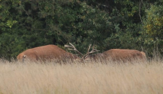 Séjour de chasse Pologne - Orchape