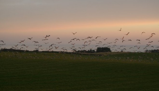 Séjour de chasse Ecosse - Esprit Migrateur