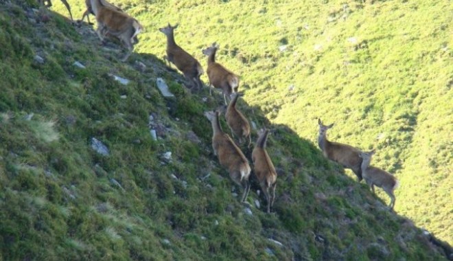 Séjour de chasse Ecosse - Esprit Migrateur