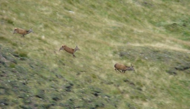 Séjour de chasse Ecosse - Esprit Migrateur