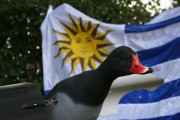 Uruguay " Spécial Gibier d'eau" - Esprit Migrateur