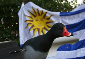 Uruguay " Spécial Gibier d'eau" - Esprit Migrateur