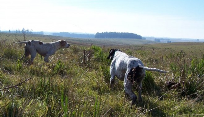 Séjour de chasse Uruguay "Chasse varié" - Esprit Migrateur