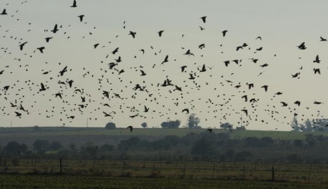 Séjour de chasse Uruguay "Chasse varié" - Esprit Migrateur