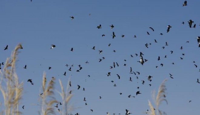 Séjour de chasse Afrique du Sud - Esprit Migrateur