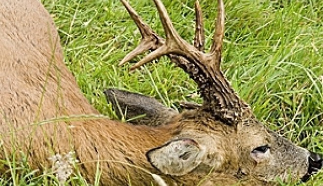 Séjour de chasse Approche en Angleterre - BBR Sporting Agency