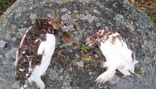 Séjour de chasse Chasse en Laponie