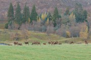 Hélios Destinations Chasse - Ecosse