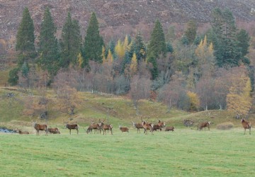 Hélios Destinations Chasse - Ecosse