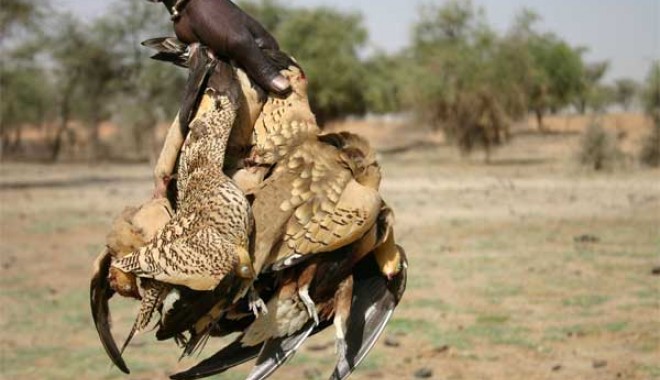 Séjour de chasse Campement du Ferlo