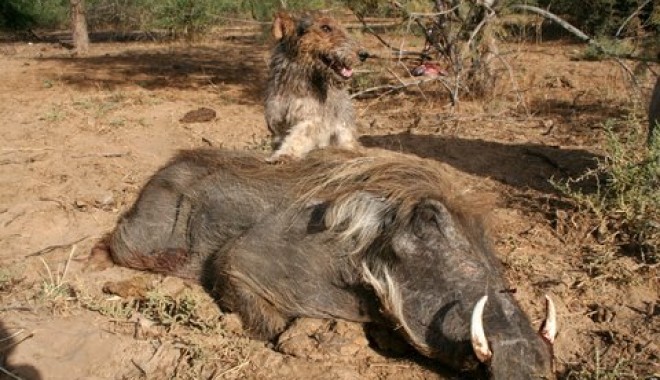 Séjour de chasse Campement du Ferlo