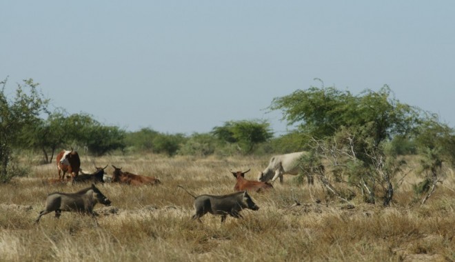 Séjour de chasse LC Voyages - Mauritanie