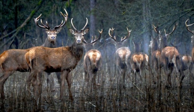 Séjour de chasse Domaine de Baconnes