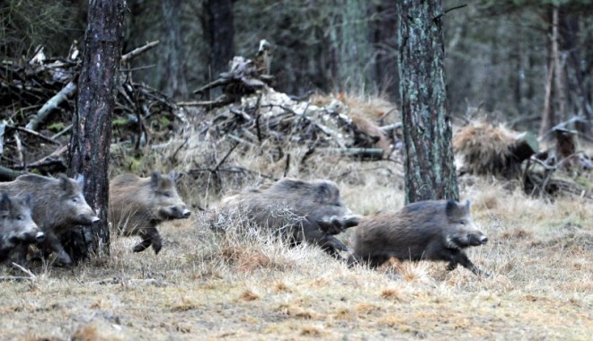 Séjour de chasse Domaine de Baconnes