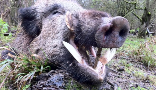 Séjour de chasse Domaine de Baconnes