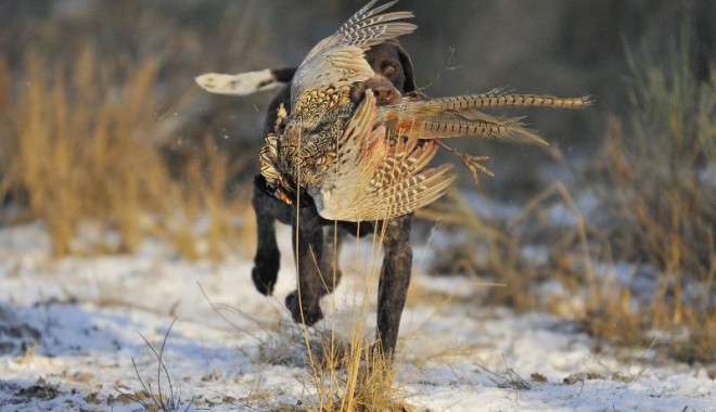 Séjour de chasse Chasse de la Maisonnette