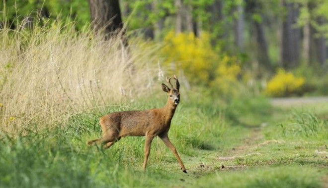 Séjour de chasse Chasse de la Maisonnette