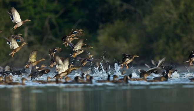 Séjour de chasse Chasse de la Maisonnette