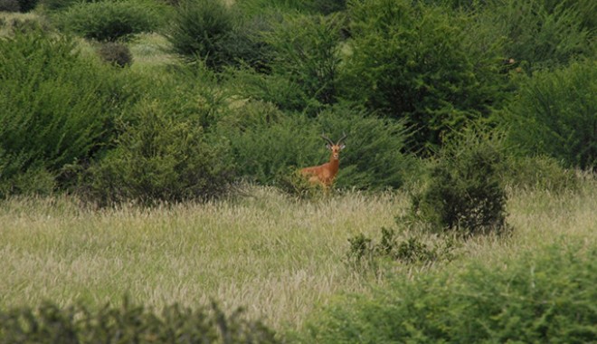 Séjour de chasse Maluma Lodge