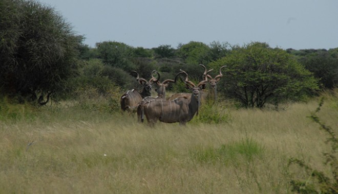 Séjour de chasse Maluma Lodge