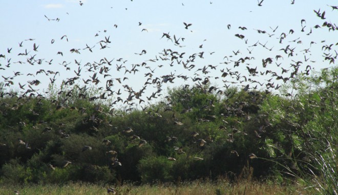 Séjour de chasse El Paraiso Lodge