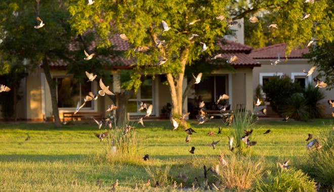 Séjour de chasse La Zenaida Lodge