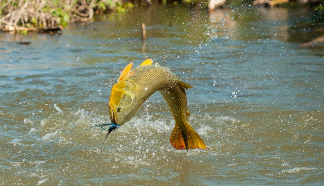 Séjour de chasse Veracruz Lodge