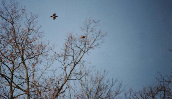 Séjour de chasse Domaine de Montplaisir